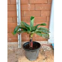 ราคา ต้นกล้วยแคระ กล้วยหอมแคระ หรือกล้วยหอมแกรนด์เนน ปลูกประดับในกระถาง ทานผลได้ หวานเหมือนกล้วยหอม รับประกัน เก็บเงินปลายทาง (13127962624)