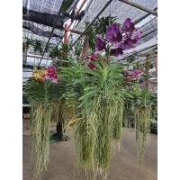 ราคา แวนด้า กล้วยไม้ สีม่วง ส่งพร้อมกระถางแขวน3นิ้ว ฟอร์ม ติดดอกแล้ว ดอกใหญ่ ฟอร์มสวย (13043666986)