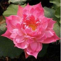 ราคา 4 เมล็ดพันธุ์ดอกบัว บัวสาย บัวหลวง พันธุ์นอก สายพันธุ์ Shocking Pink สีชมพู อ่อนหวาน ปลูกประดับโต๊ะทำงาน เลี้ยงบัวในบ้าน Lotus Flower Plant Seeds (19316879606)