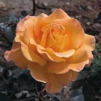 ราคา 12 Climber Roses Seeds เมล็ดกุหลาบ ต้นไม้ประดับบ้าน กุหลาบเลื้อย สายพันธุ์ Bettina ดอกสีส้ม (20648721945)