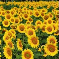 ราคา เมล็ดดอกทานตะวันคละสี เมล็ดทานตะวัน ดอกทานตะวัน 1 ถุง 50 เมล็ด มล็ดดอกไม้ ไม้ประดับ เมล็ดพันธุ์ผัก ต้นดอกไม้ คุณภาพดี ราคาถูก ของแท้ 100 เมล็ดแตงโมผลผลิตสูงเมล็ดทานตะวันอวบใหญ่ เมล็ดดอกไม้สวย เมล็ดพัน