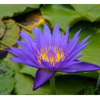 ราคา 20 เมล็ด ดอกบัว บัวแคระ บัวจิ๋ว ของแท้ Nymphaea Waterlily Lotus Seeds สายพันธุ์ Blue Spider (21168297498)