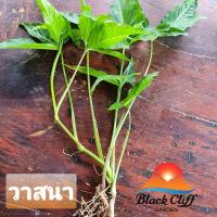 ราคา ต้นวาสนา สวนเขาหมาก ไม้มงคล ไม้ประดับ สามารถปลูกในน้ำได้ ปลูกในอาคารได้ (8892173166)