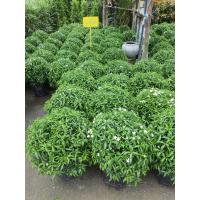 ราคา ต้นพุดศุภโชค นับว่าเป็นต้นไม้มงคลของไทยอีกหนึ่งชนิดที่นิยมนำมาปลูกกันเป็นอย่างมาก นำมาปลูกประดับไว้ตามสวนหน้าบ้าน หรือตามรั้วหน้าบ้าน (17794207774)