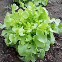 ราคา กรีนโอ๊ค ถูกที่สุด10บ เมล็ดผักสลัดกรีนโอ๊ค100 เมล็ด ออร์แกนิค ปลูกง่าย งอกไว ทานอร่อย (19104414576)