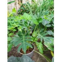 ราคา ฟิโลเดนดรอน ซานาดู PHILODENDRON XANADU กระถาง 5นิ้ว 199 บาท (8789768241)