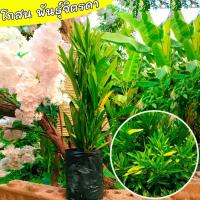 ราคา ขาย ต้น โกสน ไม้มงคล โกสนสายพันธุ์จิตรดา ต้นโกสนขายส่ง (18993621741)