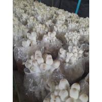 ราคา ก้อนเชื้อเห็ดโคนเล็ก (19406649863)