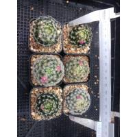 ราคา ส่งฟรีไม่ต้องง้อโค้ด จัดชุด หลากหลายสายพันธ์ ที่นี่ที่เดียวเท่านั้น ต้นกระบองเพชร ต้นแคคตัส แคคตัส กระบองเพชร (16521135884)