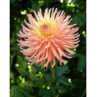 ราคา 1 เหง้า ชุุด รักเร่ Dahlia Bulb สายพันธุ์ Camano Sitka หัวรักเร่ ดอกไม้ ดอกรักเร่ เหง้า นำเข้า ยุโรป หัวสดใหม่ ผ่านการแช่เย็นแล้ว (8668433070)