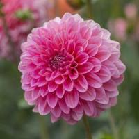 ราคา 1 เหง้า ชุุด รักเร่ Dahlia Bulb สายพันธุ์ PINK RUNNER หัวรักเร่ ดอกไม้ ดอกรักเร่ เหง้า นำเข้า ยุโรป หัวสดใหม่ ผ่านการแช่เย็นแล้ว (8668544211)