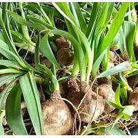 ราคา ขายส่ง ต้นพันธุ์ว่านพญาลิ้นงู Allium sp ชื่ออื่น ว่านงู ว่านเขี้ยวงู ว่านงูเห่า นาคี สมุนไพรไทย สมุนไพรพื้นบ้าน ความเชื่อ ว่านมงคล 20 ต้น (17589654945)
