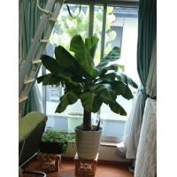 ราคา ต้นกล้วยแคระ กล้วยหอมแคระ ต้นไม้มงคล พันธุ์กล้วยมหามงคล ต้นสูง 7 8 นิ้ว จัดส่ง พร้อมกระถาง 4 นิ้ว โตเต็มที่ต้นสูงไม่ เกิน 1 เมตร ผลทานได้และมีรสชาด เหมือนกล้วยหอมทอง สามารถปลูกเป็นบอนไซ ปลูกในกระถางได