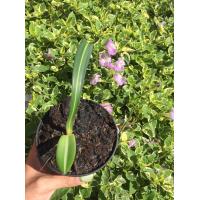 ราคา ว่านรางเงิน ว่านเมตตามหานิยม ว่านรางเงินนี้ถ้าวางคู่กับว่านรางนากและว่านรางทอง ซึ่งทั้ง 3 ว่านอยู่ด้วยกันจะยิ่งเพิ่มอนุภาพทางเมตตามหานิยมได้อย่างมาก 99 บาท (11080667583)