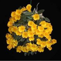 ราคา เอื้องผึ้งน้อย กล้วยไม้ เอื้องผึ้งจื๋ว ติดไม้ 6 นิ้ว 20 30 ลำต้น ออกดอกปีละครั้ง เมษา พ ค กล้วยไม้หายาก กล้วยไม้ป่าแท้ ร้านกล้วยไม้ 2023 (18520464616)