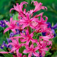 ราคา PROMOTION พลับพลึงฮอลแลนด์ Crinum มีหลายสีให้เลือก ขายหัวลิลลี่ ไฮยาซิน ว่านสี่ทิศ ทิวลิป ต้นไม้ฟอกอากาศ เมล็ดดอกไม้ สุดคุ้ม ต้นไม้ ต้นไม้ ฟอก อากาศ ต้น ต้น บอน สี (15707455177)