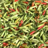 ราคา พริกกะเหรี่ยง ถูกที่สุด10บ เมล็ดพันธุ์พริกกะเหรี่ยง 20 200เมล็ด งอกง่าย โตไว ผลดกมาก เผ็ดมาก (19104456449)