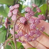 ราคา ต้นโฮย่า Asclepias carnosa L f โฮย่ากระดุมแดง ต้นไม้ที่เป็นสัญลักษณ์ของความรัก โฮย่า Hoya ไม้เลื้อยดอกสวย ออกดอกบ่อย จัดส่งพร้อมกระถาง 3 นิ้ว ลำต้นสูง 30ซม อย่างดี (20978139911)