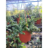 ราคา ต้นตีนตุ๊กแกด่าง ในกระถางแขน 8นิ้ว ไม้ประดับต้นตีนตุ๊กแกนั้นเป็นไม้เลื้อยเกาะที่สามารถเลื้อยเกาะขึ้นเพื่อเติบโตตามผนังได้ ซึ่งอยู่ในวงศ์ Moraceae ซึ่งถ้าเป็นแต่ก่อนนั้นต้นตีนตุ๊กแกยังไม่ (12191826528)