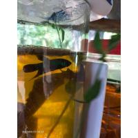 ราคา ปลากัดทุ่งเชื้อ25 30 ลูกสาดสงขลารับประกันคัดเกรดก่อนส่งให้ลูกค้าทุกตัว (17418949485)