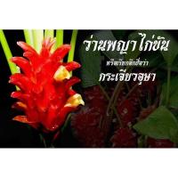 ราคา 2 เหง้า ว่านพญาไก่ขัน ว่านไก่ ว่านเกี๊ยะ ว่านในตำนาน (8665918901)