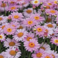 ราคา เมล็ดพันธุ์ ดอกไม้ ดอกเบญจมาศ คละสี ขาว ชมพู เหลือง แดง จำนวน 50 เมล็ด 19 บาท คุณภาพดี จัดส่งรวดเร็ว มีเก็บเงินปลายทาง มีวิธีการปลู (11667085276)