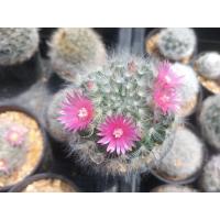 ราคา แมมขนแมว Mammillaria bocasana หลายขนาด ไม้เมล็ด ต้นแคคตัส ต้นกระบองเพชร กรุณาอ่านรายละเอียดก่อนทำการสั่งซื้อครับ (16669222640)