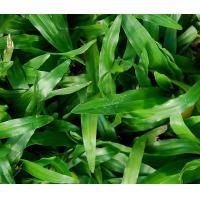 ราคา ขายส่ง 500 กรัม เมล็ดหญ้ามาเลเซีย Tropical Carpet grass หญ้าเห็บ หญ้าไผ่ หญ้าปูสนาม สนามหญ้า เมล็ดพันธ์หญ้า ปูหญ้า ปูสนาม สนามหญ้าและสวน (2170696395)