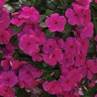 ราคา 20 เมล็ด ดอกแพงพวย แพงพวยฝรั่ง เมล็ดดอกไม้ Vinca Periwinkle Seeds สายพันธุ์ Cascade Magenta (21275477201)