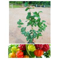 ราคา ต้นมะยมแดงหรือต้นมะยมฝรั่ง ผลเปรี้ยวหวานผลสีสวย ติดผลดก ปลูกเป็นไม้มงคล (15098017638)