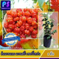 ราคา ต้นมะยมแดง หรือ มะยมฝรั่ง เชอร์รี่สเปน surinam cherry 1ต้น (1318538499)