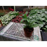 ราคา ยอดฮิต คล้าวิททาทา Calathea Vittata ต้นไม้ตกแต่งบ้าน ขายดี ต้นไม้ ฟอก อากาศ กระถาง ต้นไม้ ไม้ ประดับ ต้นไม้ ปลูก ใน บ้าน (13081503371)