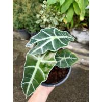 ราคา แก้วสารพัดนึก จินดามณี ต้นแก้วสารพัดนึก แก้วหน้าม้า อโลคาเซีย Alocasia จัดส่งพร้อมกระถาง (10172350403)