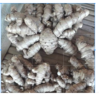 ราคา ว่านมหากำลัง 3 เหง้าใหญ่ๆ สดๆ ปลูกได้ ทานได้ ว่านเด่นจัดจ้าน (19503202567)