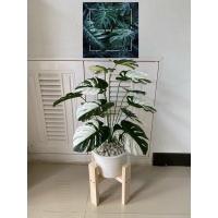 ราคา ต้นไม้ปลอมมอนสเตร่าสีเข้มใบด่าง 12 ใบ สูง 60 เซน (18276789898)