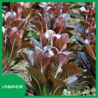 ราคา ผักสลัด 100 300 เมล็ด เมล็ดผักสลัด เมล็ดพันธุ์ผักสลัด ไฮโดรโปนิกส์ homes (6765400938)