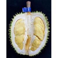 ราคา ต้นทุเรียน สายพันธุ์ซ่อนกลิ่น ต้นใหญ่ รากแน่น พร้อมลงดิน สูง 1 เมตร ขึ้นไป ส่งพร้อมถุง 8 นิ้ว รับประกันต้นสวย ไร้ตำหนิ และการจัดส่ง (20957461670)