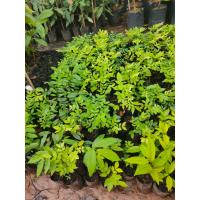 ราคา ต้นประดู่แดง ประดู่ดอกสีแดง ขายราคาถูก รับประกันถ้าสินค้าเสียหาย (9418298798)