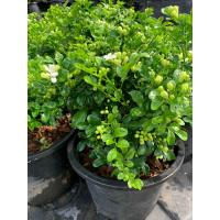 ราคา ต้นแก้วแคระมหามงคล แก้วแคระ ดอกสีขาวจิ๋ว มีกลิ่นหอม แก้วมงคล เป็นไม้ประดับมงคล ความเชื่อดั้งเดิมของเจ้าต้นแก้วแคระที่ว่านี้คือช่วยเสริมดวงโชคลาภ (14305525570)