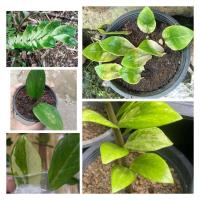 ราคา กวักมรกตใบเขียว จากต้นแม่ด่าง100 (17410779218)