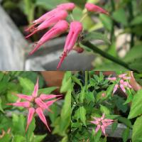 ราคา ต้นนกน้อย ราชาแห่งความร่ำรวย ต้นนกน้อยนำโชค เรียกทรัพย์ นกน้อยนำโชค ดอกสวย เป็นลักษณะนกสีชมพู สูง 45 55 ซม กระถาง 10 นิ้ว ต้นไม้แห่งราชาความร่ำรวยและโชคลาภ วาสนา มีติดบ้านเสริมบุญบารมี เรียกทรัพย์ เรี