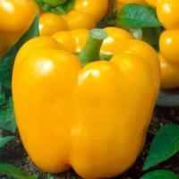 ราคา พริกยักษ์หวาน สีเหลือง ถูกที่สุด 10 บ เมล็ดพันธุ์พริกยักษ์หวาน สีเหลือง 20 200 เมล็ด ปลูกง่าย โตไว ผลดก (19104385526)