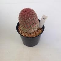 ราคา เรนโบว์ Rainbow Cactus แมมมิลลาเรีย Mammillaria แคคตัส กระบองเพชร MA00 (21059069310)