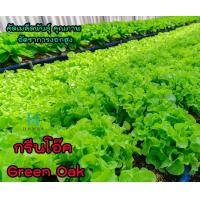 ราคา เมล็ดพันธุ์ผักสลัด กรีนโอ๊ค Green Oak ผักสลัด ผักไฮโดรโปนิกส์ homes (3210944812)
