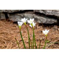 ราคา 10 เมล็ด ดอกบัวดิน ดอกบัวสวรรค์ Zephyranthes Rain Lily สีขาว (20854117417)