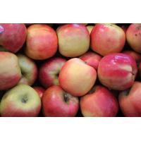 ราคา 20 เมล็ด เมล็ดแอปเปิ้ล สายพันธุ์ พิงค์เลดี้ Pink Lady Apple ของแท้ 100 เปอร์เซ็นการงอก 70 80 Apple Seed มีคู่มือปลูก (9079574399)