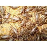 ราคา สะดิ้งสด แมงสะดิ้ง สะดิ้ง 1 ชุด (20999489906)