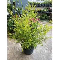 ราคา ต้นหลิวฉัตรทอง หลิวทอง ความสูง 60CM ขึ้นไป (21002130900)