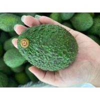 ราคา อโวคาโด้ พันธุ์แฮส จากปางอุ๋ง อำเภอแม่แจ่ม เชียงใหม่ ขายเป็นกิโล (9588503380)