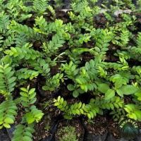 ราคา ต้นล่ำซำ ต้นสั่งทำ ต้นหูหนู ล่ำซำ สั่งทำ หูหนู รีบู รีเภา ไม้ล้อม ต้้นไม้เพื่อล้อมขาย ไม้มงคล ไม้เศรษกิจ สูงไม่น้อยกว่า 25 เซ็นติเมตร (8997437884)